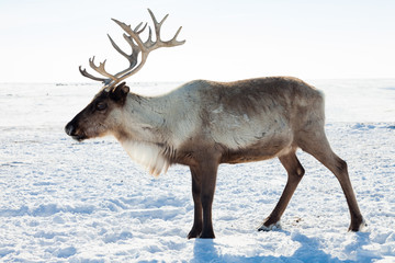 Reindeer in winter tundra