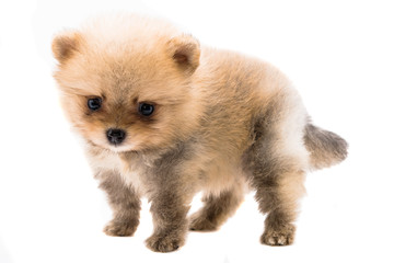 dog on white backgrounds