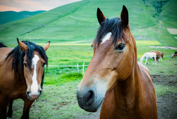 Obraz premium Closeup of the snout of the beautiful brown horse
