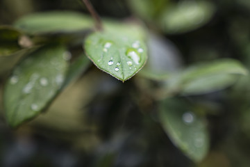 Drop of water on leaf of tree in the morning.
