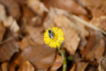 Leśny kwiat © tadzio1964