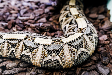Bitis gabonica, Gaboon Viper in the Zoo