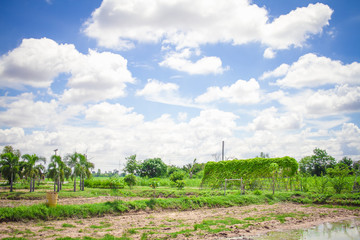Fototapeta na wymiar cornfield with beauty blue sky and cloudy