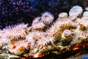 Golden cup coral in aquarium zoo