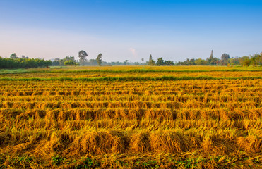 Golden color rice plant in rice fields after harvest
