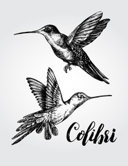 Two flying colibri birds. Hand drawn Vector illustration.