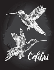 Two flying colibri birds. Hand drawn Vector illustration.