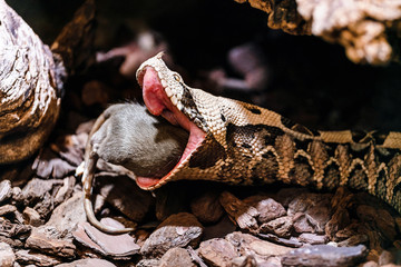 Bitis gabonica or Gaboon Viper in the Zoo eating big rat