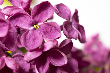 Fototapeta na wymiar Purple lilac flower