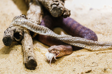 Australian common death adder or acanthophis antarcticus eating white rat