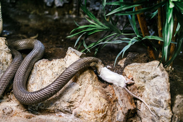 Viper snake eating white rat in the zoo