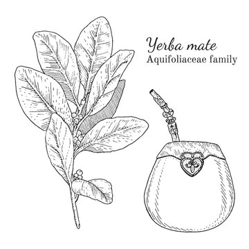 Ink yerba mate herbal illustration. Hand drawn botanical sketch style. Absolutely vector. Good for using in packaging - tea, condinent, oil etc - and other applications