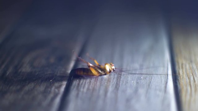 Dying cockroach waves his legs close-up 4k UHD (3840x2160)
