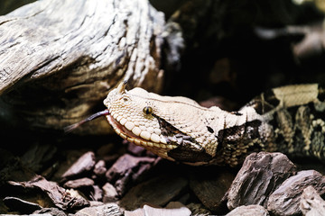Bitis gabonica, Gaboon Viper in the Zoo