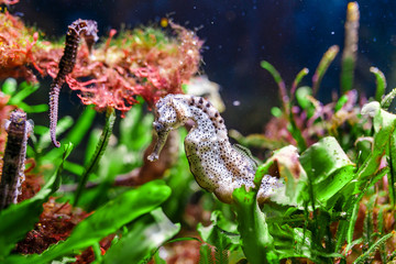seahorse in a colorful aquarium