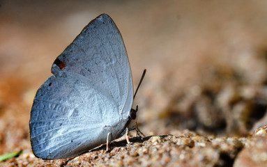 Butterfly in sri lanka