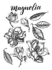 Ink hand drawn set of magnolia flowers and leaves. Botanical elements collection for design, Vector illustration. © olga_zaripova