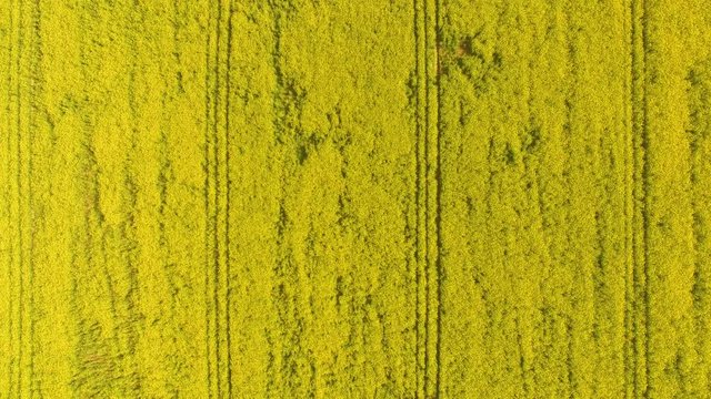Aerial close up view of blooming rape fields.