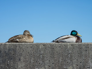 Stockentenpaar auf der Mauer