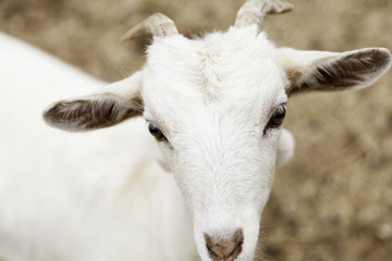 Small farm goat