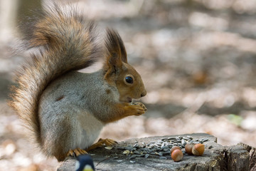 squirrel on a tree