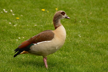 An egiptyan goose in the city