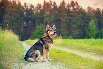 Dog sitting in countryside on dirt road in spring