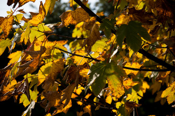 Herbstlaub / Strahlende Blätter / Herbststimmung