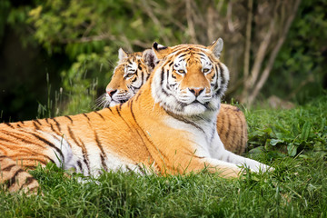 Naklejka na ściany i meble Siberian tiger pair