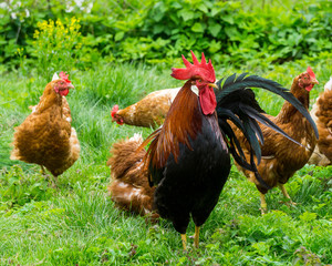 Cock and chickens in free agricultural posture