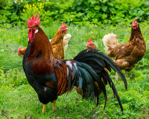 Cock and chickens in free agricultural posture
