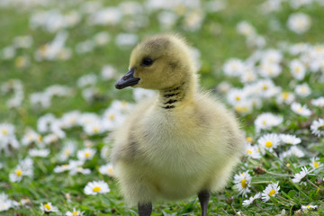 Goslings