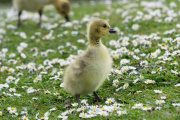 Goslings
