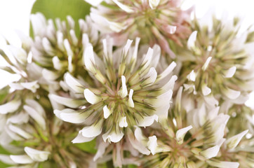 Trifolium repens-White clover isolated on white background..