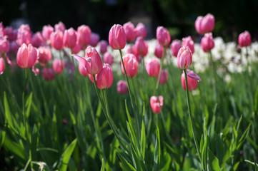 Beautiful background with tulips. Spring. Freshness