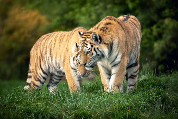Fototapeta na wymiar Siberian tiger pair