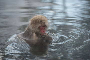 Fototapeta premium Japanese macaque bathing in hot springs, Nagano, Japan
