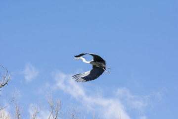 Airone cenerino