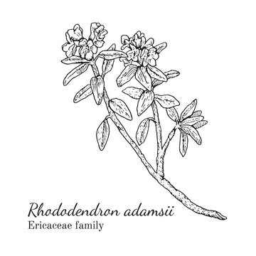 Ink rhododendron adamsii herbal illustration. Hand drawn botanical sketch style. Absolutely vector. Good for using in packaging - tea, condinent, oil etc - and other applications