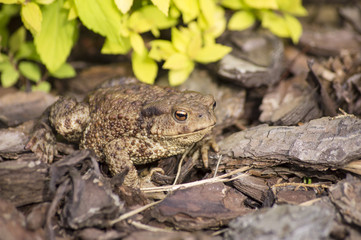 The common toad, European toad (Bufo bufo)