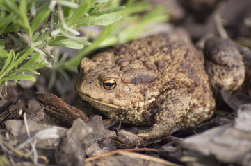 The common toad, European toad (Bufo bufo)