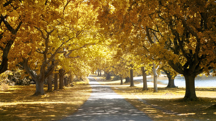 Oak tree avenue in Autumn
