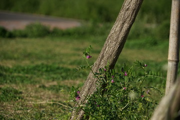 Narrow-leaved Vetch