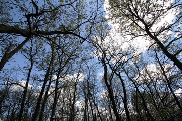 sous-bois