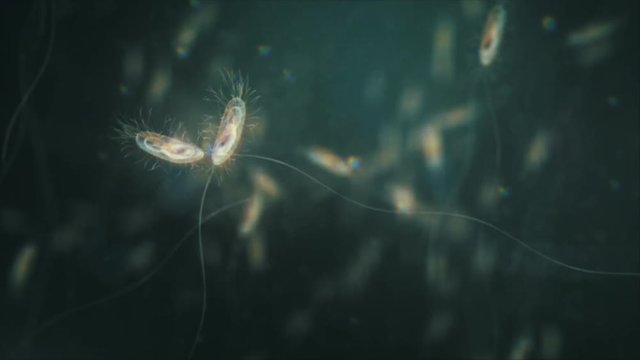 Bacteria under the microscope series. Escherichia coli.