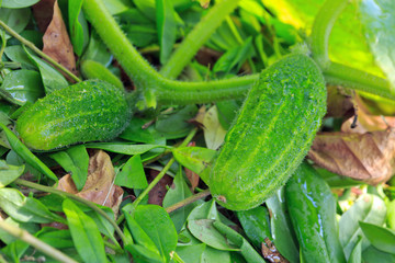 Growing cucumbers in the garden.