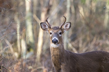 Naklejka na ściany i meble Alert deer in woods