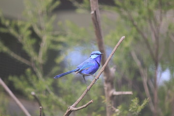 鳥の日常