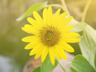 sun flower on day view background.