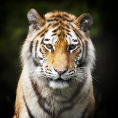 Siberian Tiger portrait